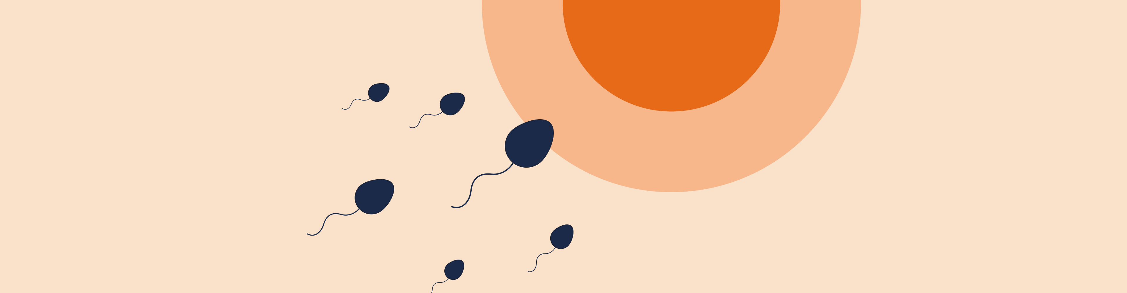 Fertilisation 101: How Pregnancy Happens Biologically