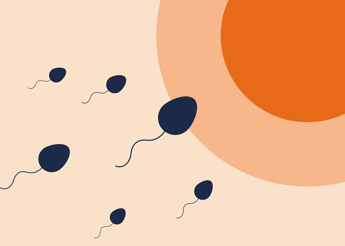 Befruchtung für Anfänger: Wie es biologisch zur Schwangerschaft kommt