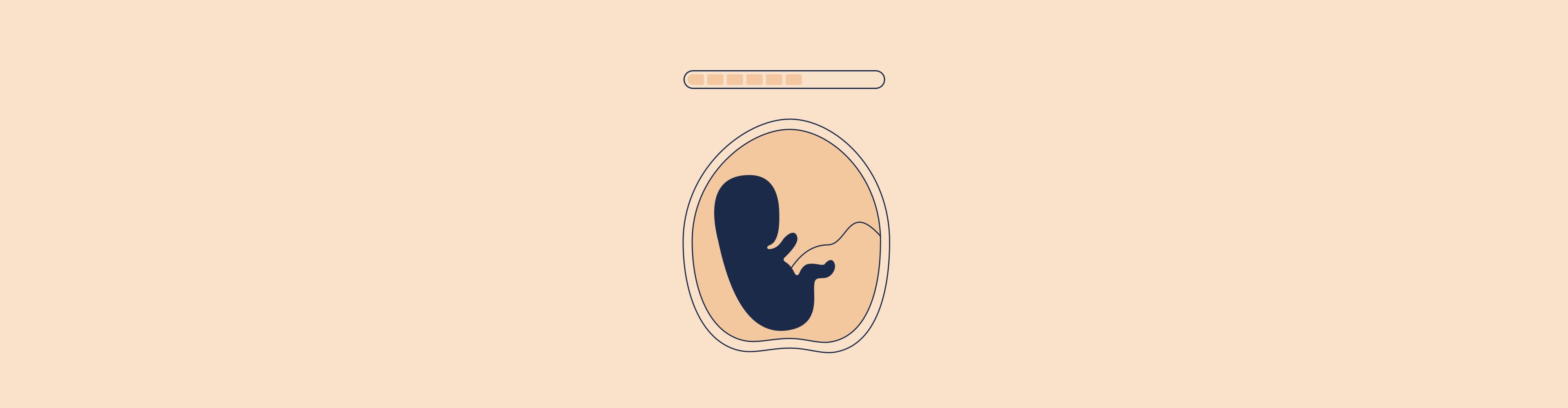 Phasen der Schwangerschaft